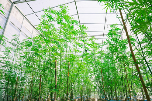 Marijuana leaves  cannabis plants Industrial Marijuana Greenhouse Grow Operation
