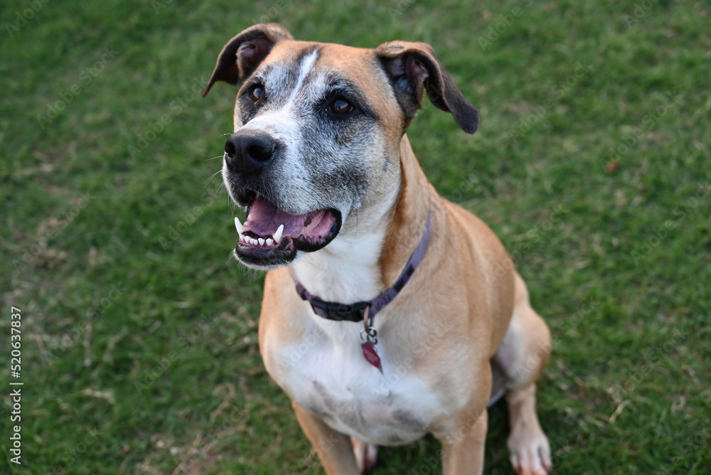 Lucy - shepherd and boxer mix