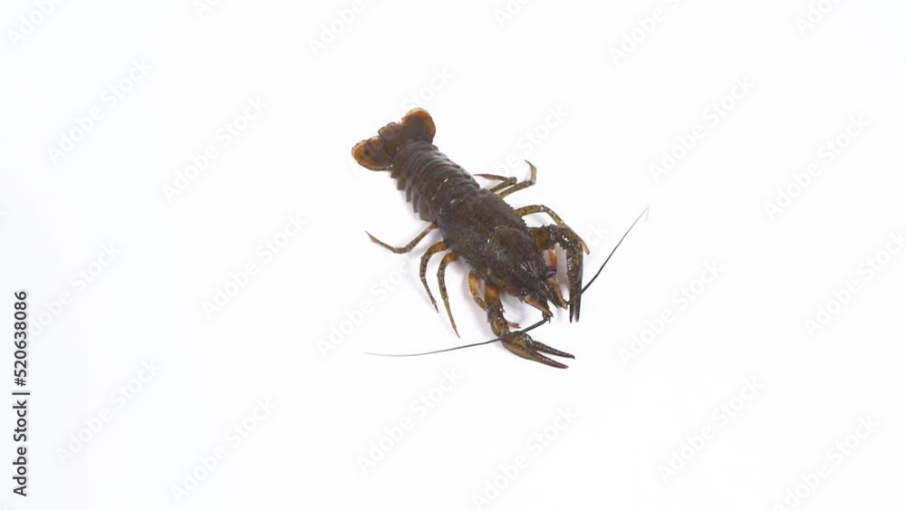 One live crayfish creeps and stops. White background. Catching crayfish for human consumption. Close-up. View from above. Flat lay. One live crayfish creeps and stops. White background. Catching crayfish for human consumption. Close-up. View from above. Flat lay.