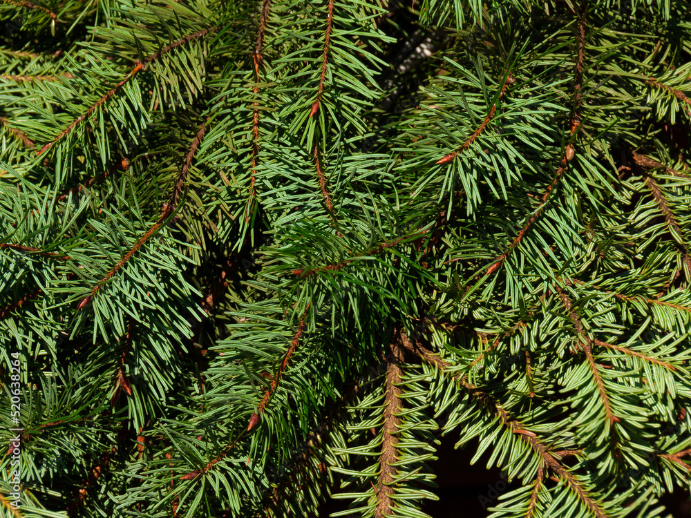 Fir green needle leaves as natural background