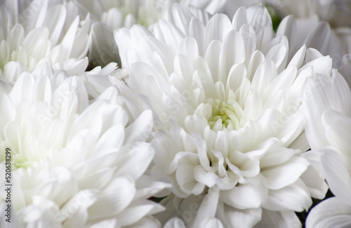 White chrysanthemum flower close-up. Chrysanthemum petals detailed macro photo. Flower background. Selective focus. Shallow DOF