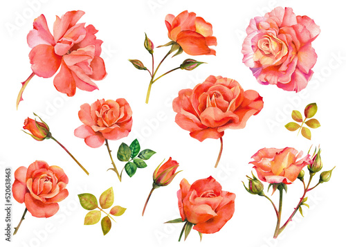 Watercolor roses. Collection of pink roses with petals and buds on a white background