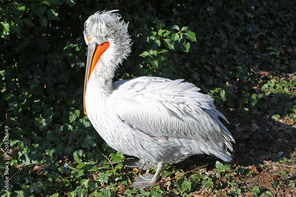 Fototapeta premium White Pelican - Berlin ZOO, Germany
