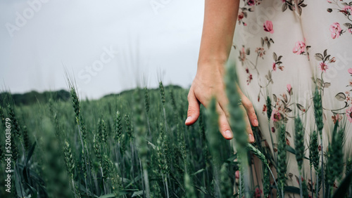 Wheat field woman hand. Young woman hand touching spikelets in cereal field. Agriculture harvest summer, food industry, healthy organic concept.