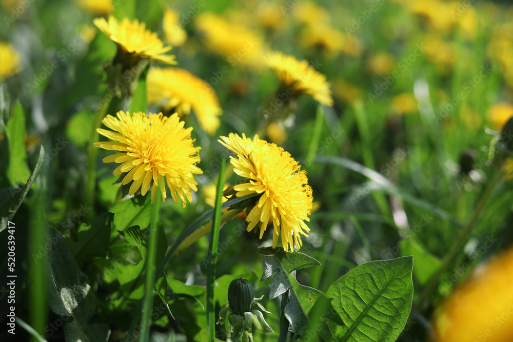 Beautiful bright yellow dandelions in green grass on sunny day, closeup Beautiful bright yellow dandelions in green grass on sunny day, closeup