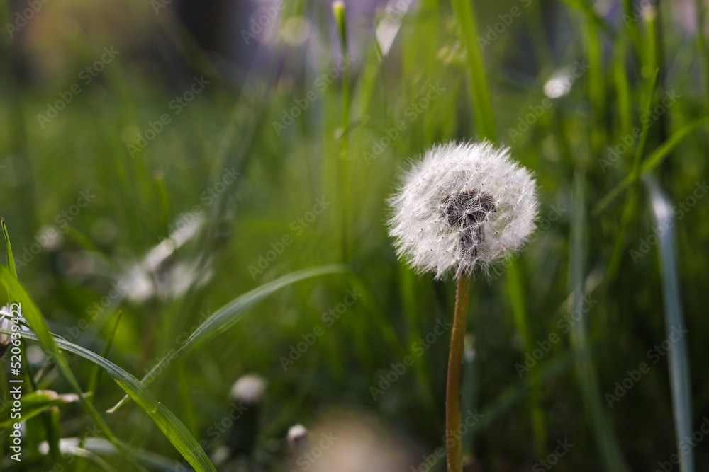 Beautiful fluffy dandelion in green grass, closeup. Space for text