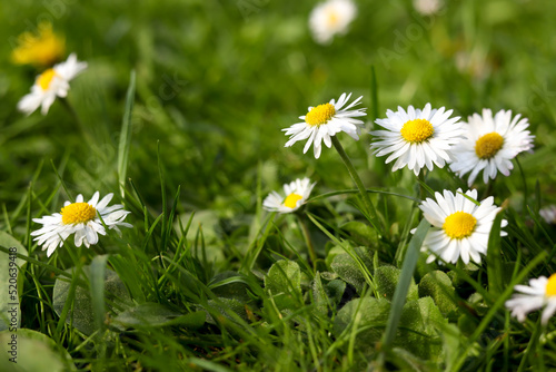 Beautiful bright chamomile flowers in green grass, closeup © New Africa