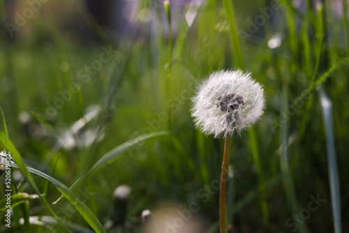 Beautiful fluffy dandelion in green grass  closeup. Space for text