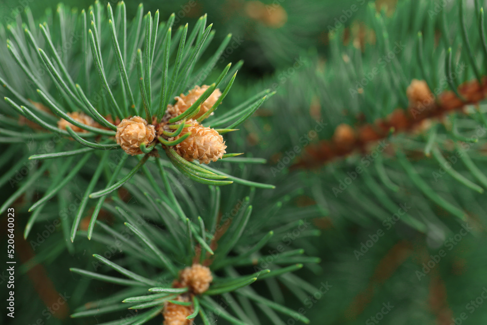 Beautiful branch of coniferous tree, closeup view Beautiful branch of coniferous tree, closeup view