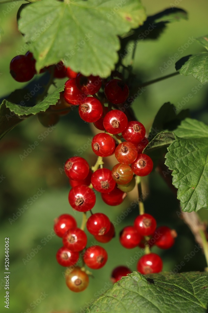 Closeup view of red currant bush with ripening berries outdoors on sunny day Closeup view of red currant bush with ripening berries outdoors on sunny day