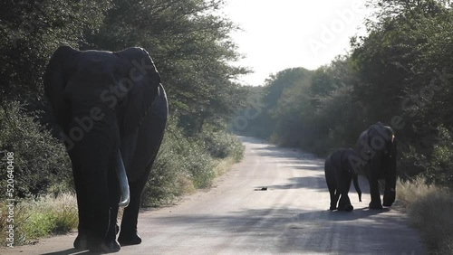 Family of African elephants coming out of the African savannah on the road of the Kruger National Park in South Africa walking towards the car and having to back the car up.