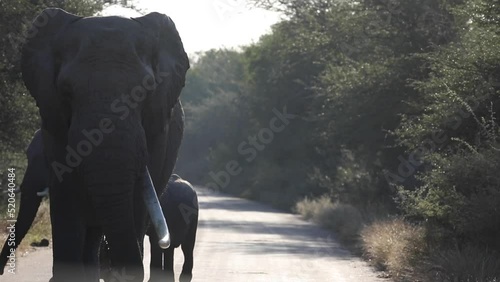 Family of African elephants coming out of the African savannah to the road of the Kruger National Park in South Africa to surround the vehicles driving on the road doing safaris a dangerous situation.