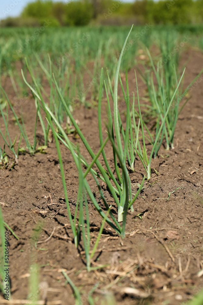 Young green onion sprouts growing in field, closeup Young green onion sprouts growing in field, closeup