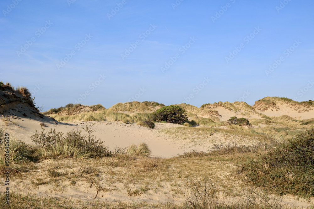Coastal dunes, rich in bird life, with marked walking trails and cycling paths. The Meijendel, nature preserve in Wassenaar, South Holland, The Netherlands. Coastal dunes, rich in bird life, with marked walking trails and cycling paths. The Meijendel, nature preserve in Wassenaar, South Holland, The Netherlands.