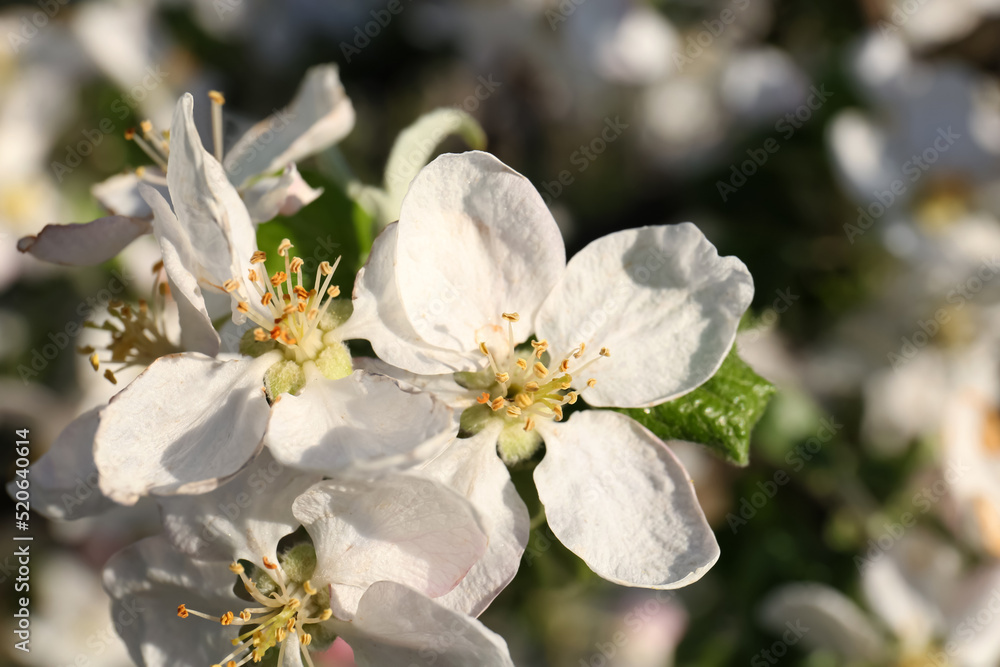 Apple tree with beautiful blossoms, closeup view. Spring season Apple tree with beautiful blossoms, closeup view. Spring season