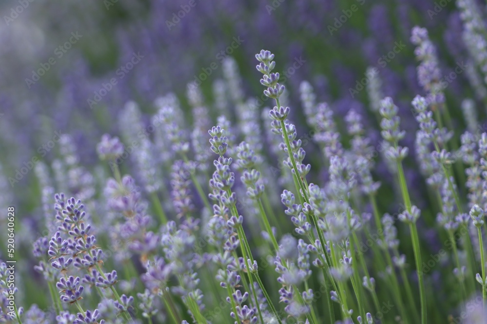 Obraz premium Beautiful blooming lavender plants in field, closeup