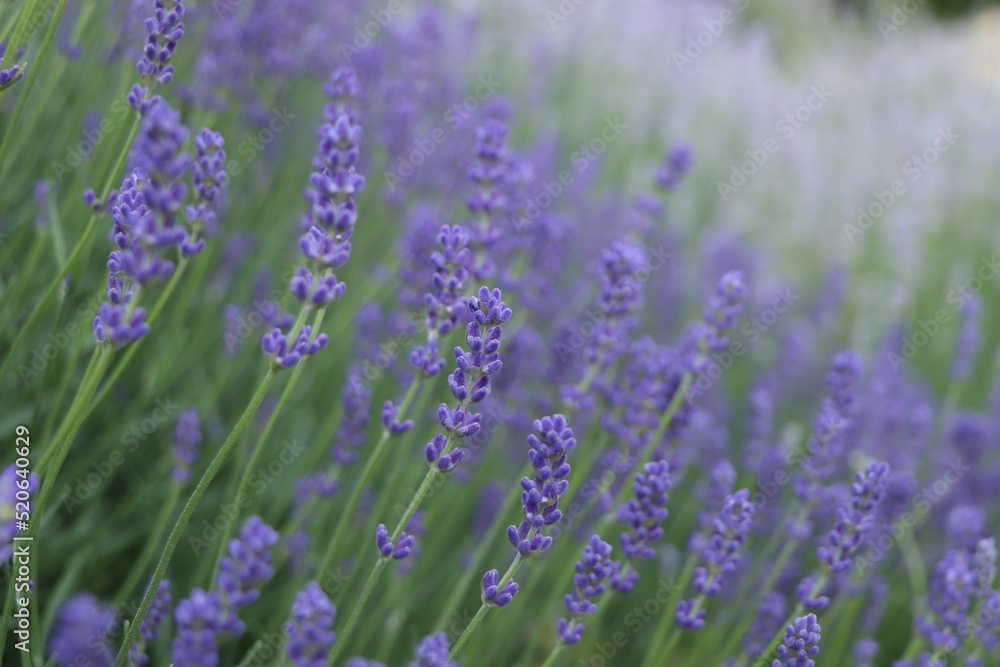 Beautiful blooming lavender plants in field, closeup