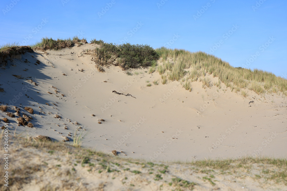 Coastal dunes, rich in bird life, with marked walking trails and cycling paths. The Meijendel, nature preserve in Wassenaar, South Holland, The Netherlands. Coastal dunes, rich in bird life, with marked walking trails and cycling paths. The Meijendel, nature preserve in Wassenaar, South Holland, The Netherlands.