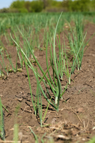 Young green onion sprouts growing in field, closeup