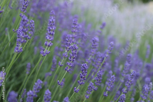 Beautiful blooming lavender plants in field  closeup