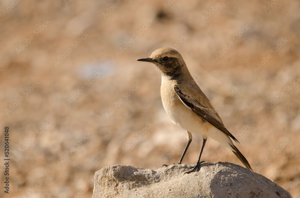 Fototapeta premium Desert wheatear Oenanthe deserti. Las Palmas de Gran Canaria. Gran Canaria. Canary Islands. Spain.
