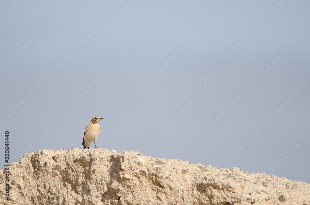 Desert wheatear Oenanthe deserti. Las Palmas de Gran Canaria. Gran Canaria. Canary Islands. Spain. Desert wheatear Oenanthe deserti. Las Palmas de Gran Canaria. Gran Canaria. Canary Islands. Spain.