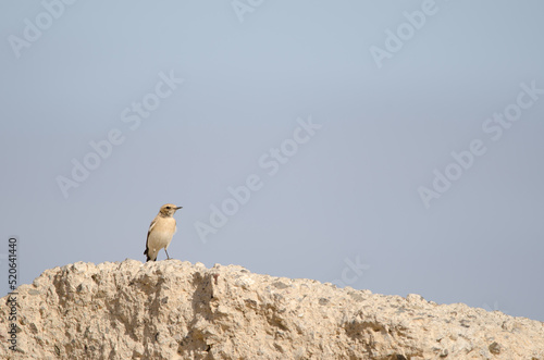 Desert wheatear Oenanthe deserti. Las Palmas de Gran Canaria. Gran Canaria. Canary Islands. Spain.