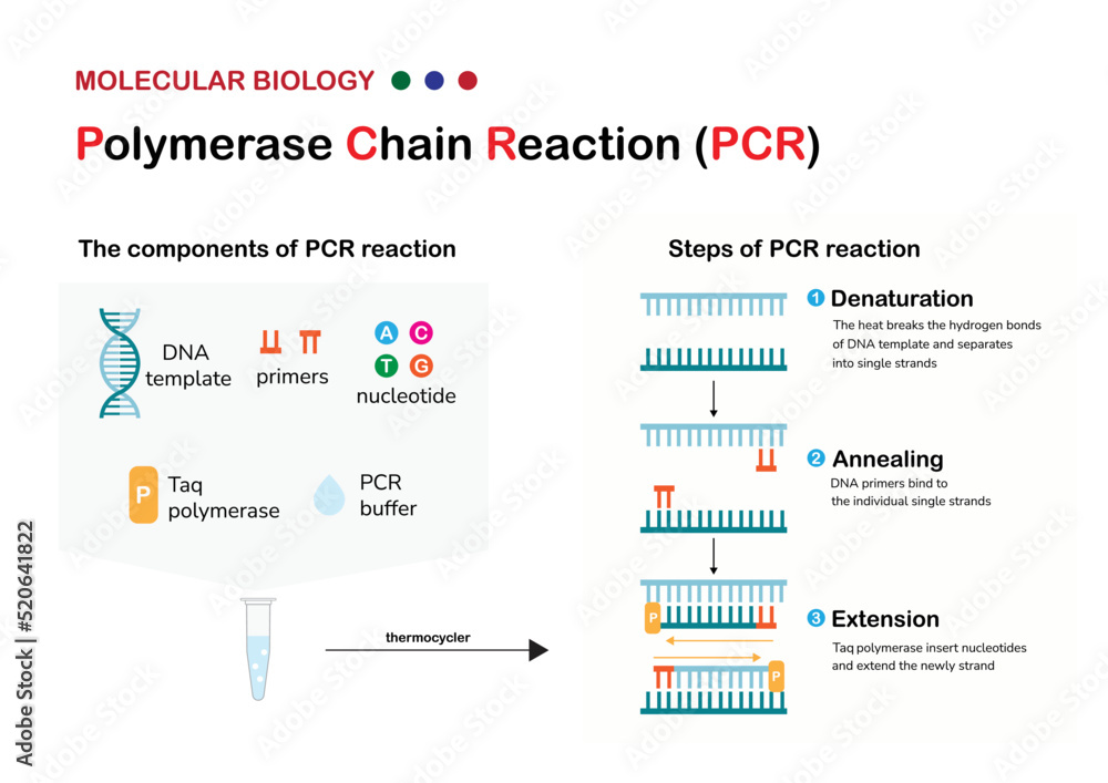 Molecular biology present component, principle and process of polymerase  chain reaction or PCR technique for DNA amplification Stock Vector | Adobe  Stock