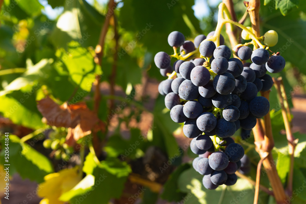 A close-up image of a magnificent, ripe bunch of ripe grapes, located to the right of the image, with copy space, against a background of green leaves and golden sunset light.