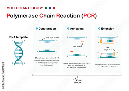 Molecular biology present principle and process of polymerase chain reaction  or PCR technique for DNA amplification photo