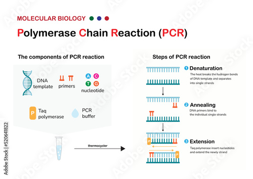 Molecular biology present component, principle and process of polymerase chain reaction  or PCR technique for DNA amplification photo