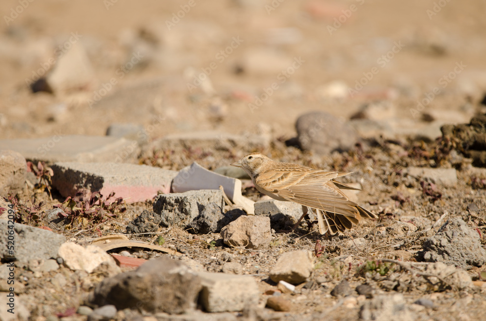 Greater short-toed lark Calandrella brachydactyla stretching in a rubbish dump. Las Palmas de Gran Canaria. Gran Canaria. Canary Islands. Spain. Greater short-toed lark Calandrella brachydactyla stretching in a rubbish dump. Las Palmas de Gran Canaria. Gran Canaria. Canary Islands. Spain.