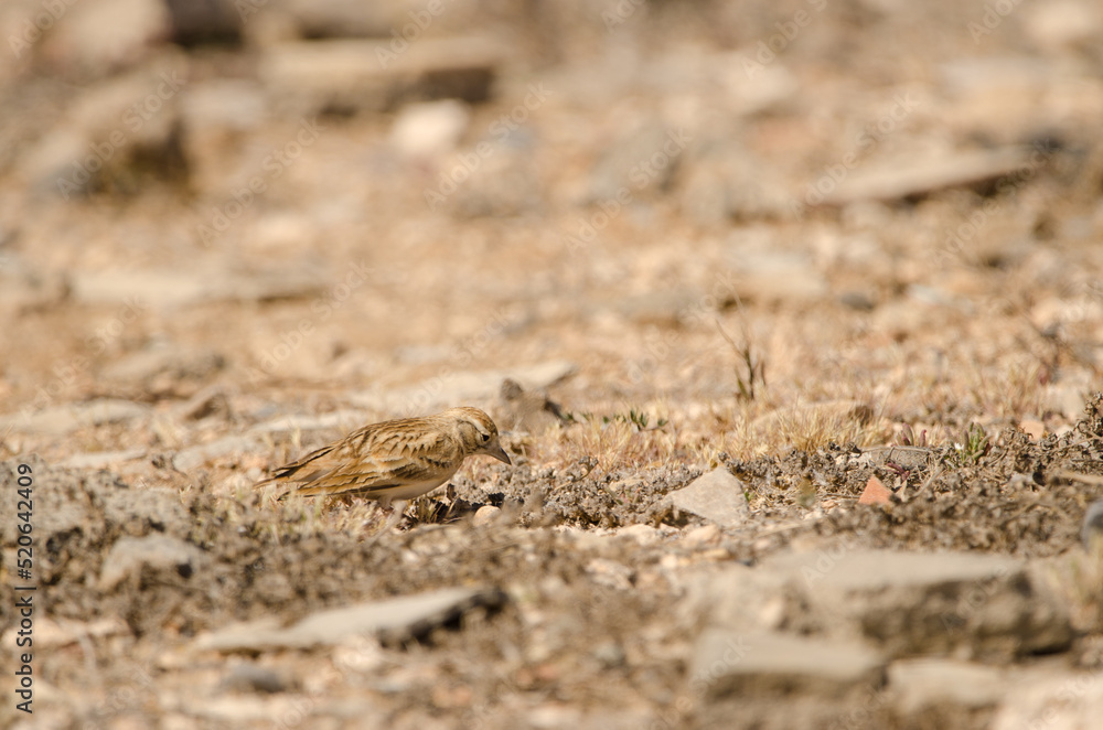 Greater short-toed lark Calandrella brachydactyla searching for food. Las Palmas de Gran Canaria. Gran Canaria. Canary Islands. Spain.