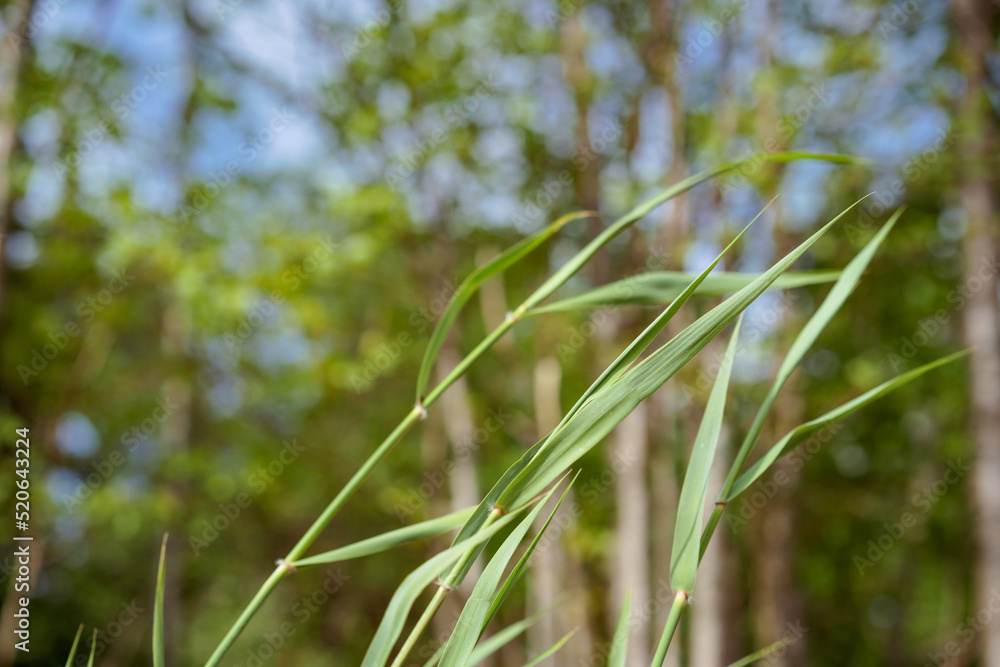 background of green grass in front of tree folliage in summer park. High quality photo. background of green grass in front of tree folliage in summer park. High quality photo.