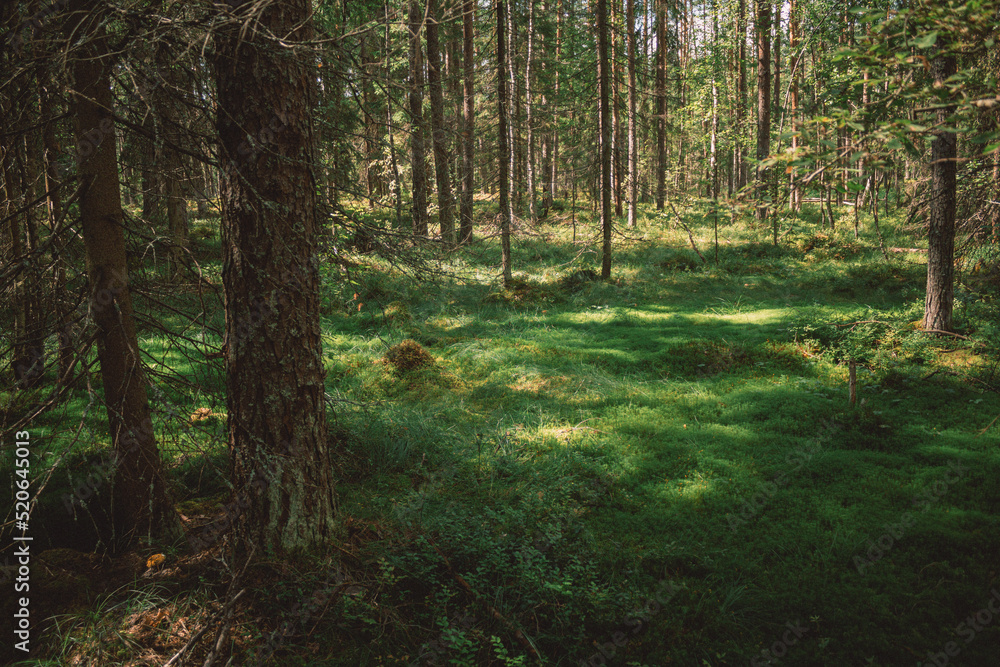 Obraz premium footpath in the woods