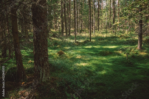 footpath in the woods