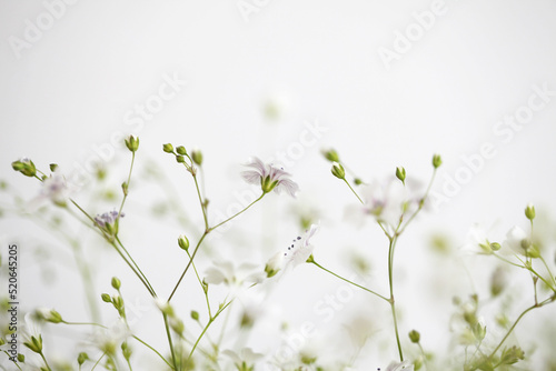 Soft focus blur White flower. Fog smoke light nature horizontal copy space background.