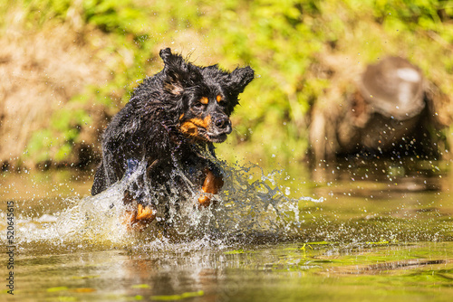 male dog hovawart gold and black skipping through water