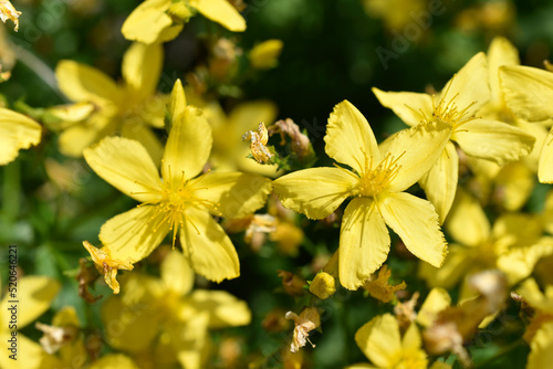 Fényképezés Yellow flowers of St