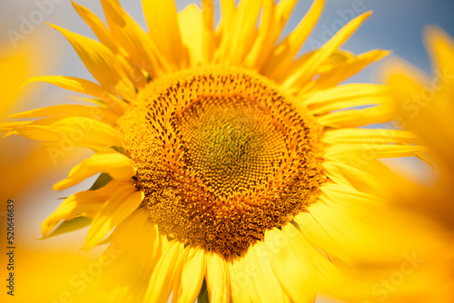 Fototapeta Naklejka Na Ścianę i Meble -  Big yellow bright sunflower flower on the background of the blue sky.