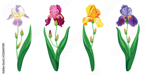 Set of beautiful colorful iris flowers in cartoon style. Vector illustration of spring and summer flowers in large and small sizes with closed and open buds on white background.