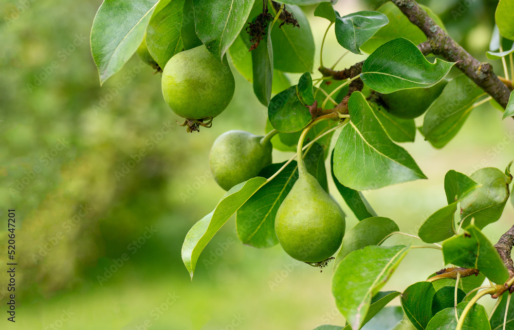 Young unripe green pear with leaves on a tree in a summer garden