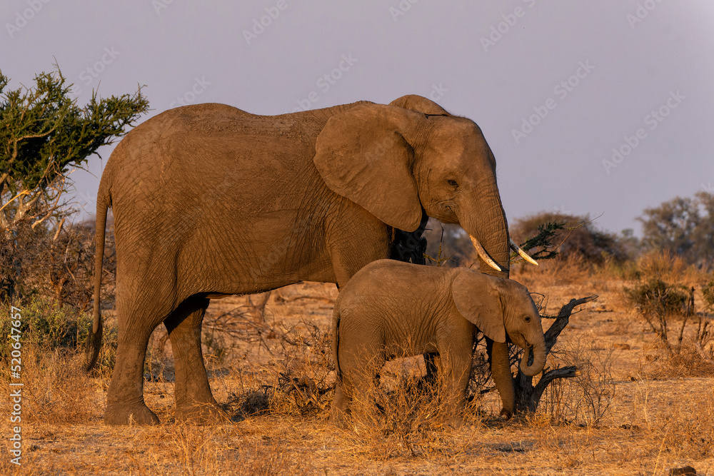 Fototapeta premium Elephants in Mashatu Game Reserve in the Tuli Block in Botswana. Mother and baby eating in the last warm light of the day.