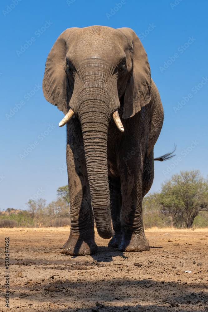 Fototapeta premium Elephant in Mashatu Game Reserve in the Tuli Block in Botswana. Big male carefully visiting a waterhole.