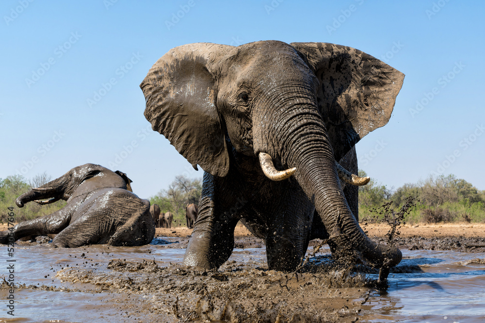 Fototapeta premium Elephants drinking ans taking a bath in a waterhole in Mashatu Game Reserve in the Tuli Block in Botswana.