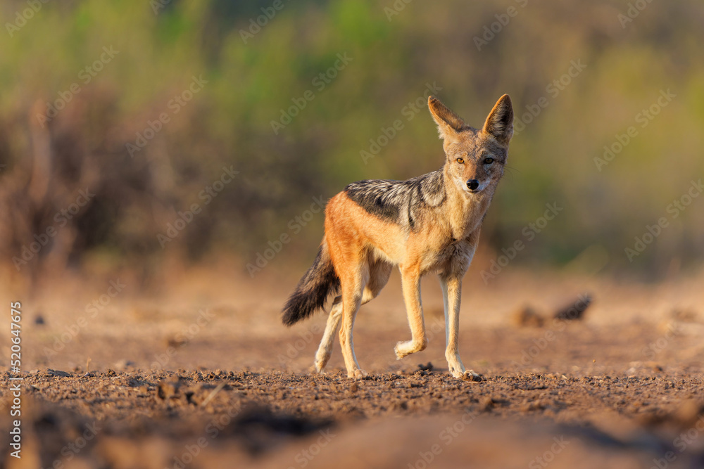 Black-backed jackal (Lupulella mesomelas) looking for food and a drink at a waterhole in a Game Reserve in the Tuli Block in Botswana - obrazy, fototapety, plakaty 