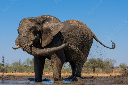 Elephants drinking ans taking a bath in a waterhole in Mashatu Game Reserve in the Tuli Block in Botswana.