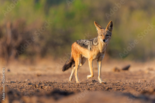 Black-backed jackal (Lupulella mesomelas) looking for food and a drink at a waterhole in a Game Reserve in the Tuli Block in Botswana photo