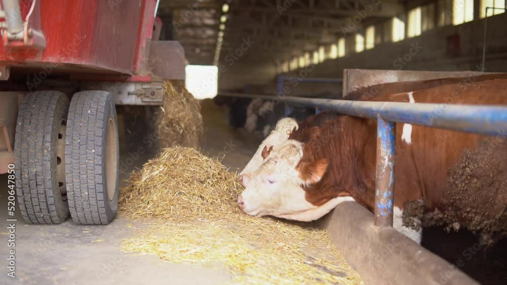 Feed pouring with modern fattening method in cattle farm. Closeup of a