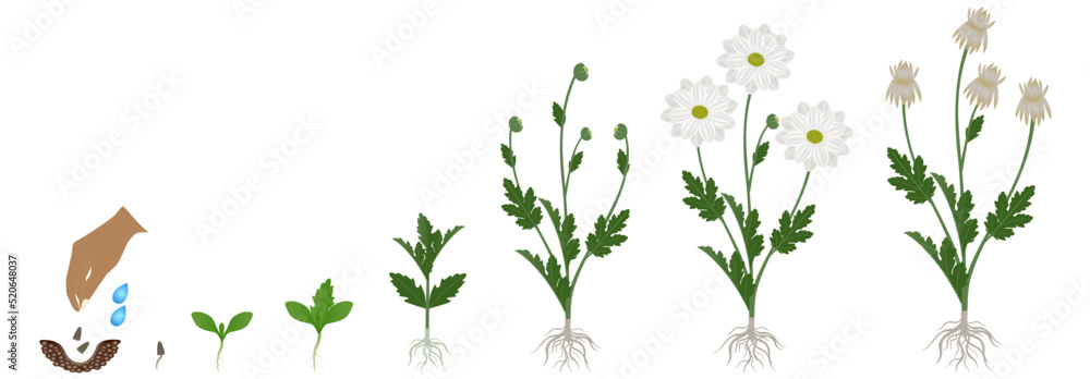 Cycle of growth of a chamomile chrysanthemums flowers isolated on a white background. Cycle of growth of a chamomile chrysanthemums flowers isolated on a white background.